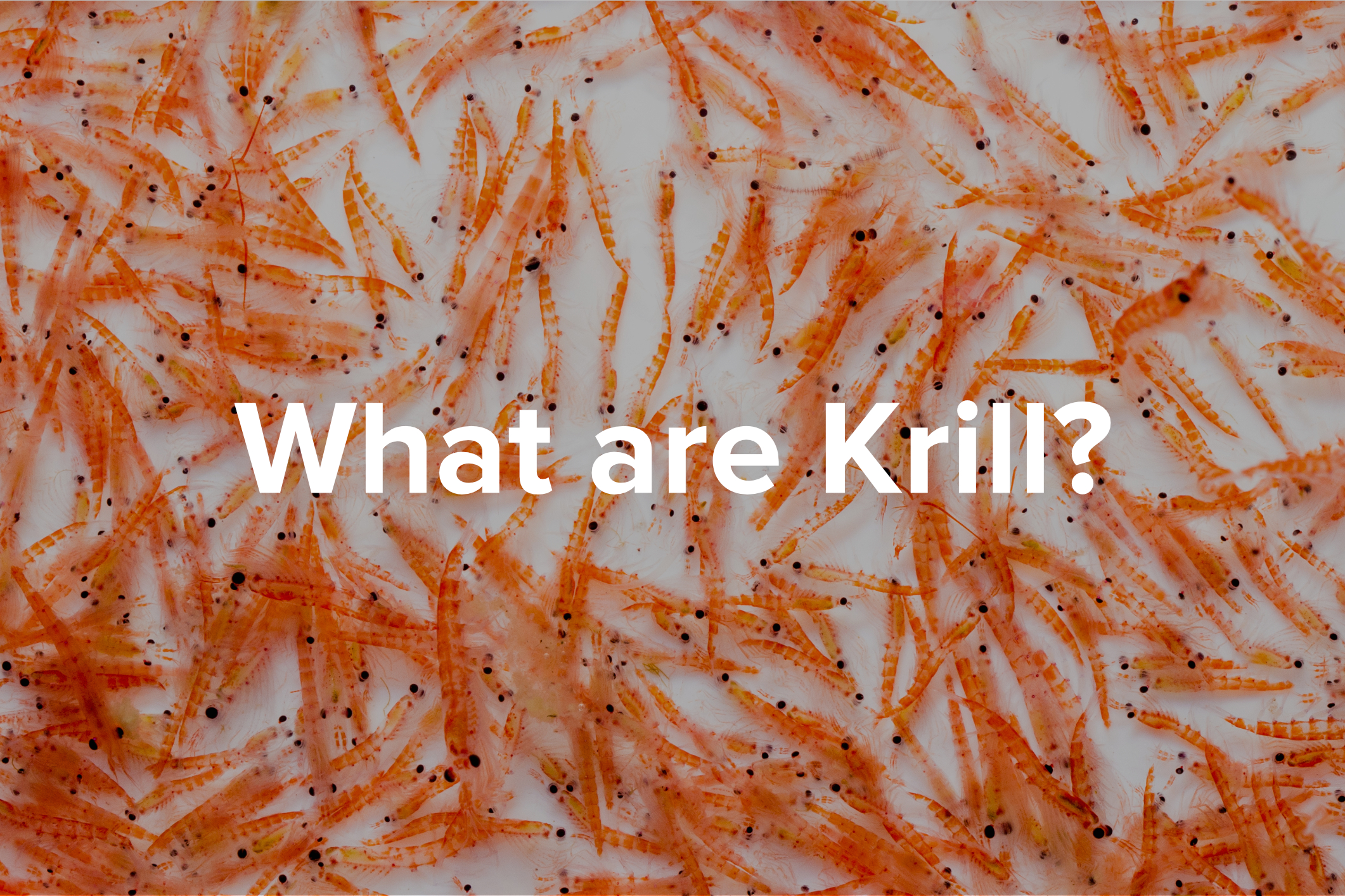 What are Krill?